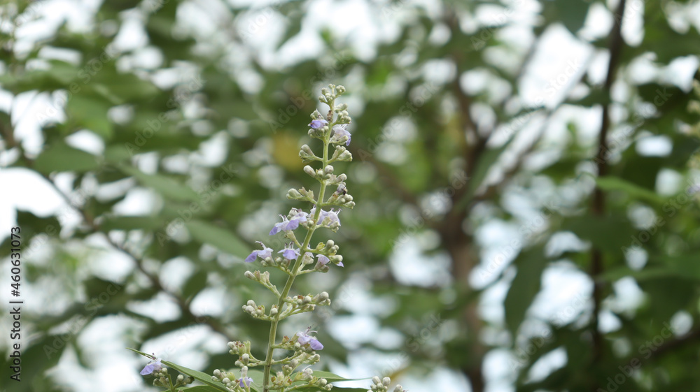 Nature flower blossom flower greenery blur background Nature flower blossom flower greenery blur background