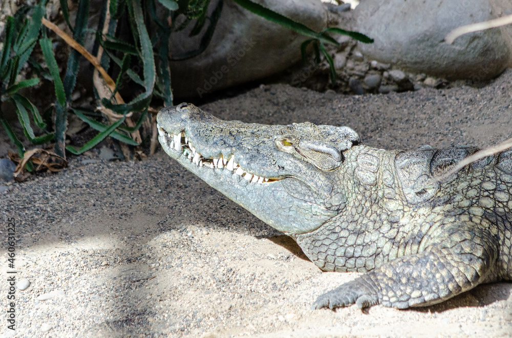 Fototapeta premium Crocodile du Nil (Crocodylus niloticus)