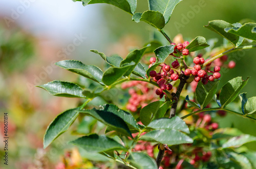 Poivre du Sichuan (Zanthoxylum simulans)