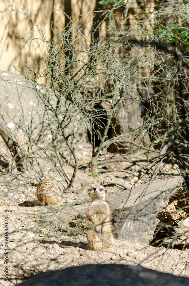 Obraz premium Suricate (Suricata suricatta)
