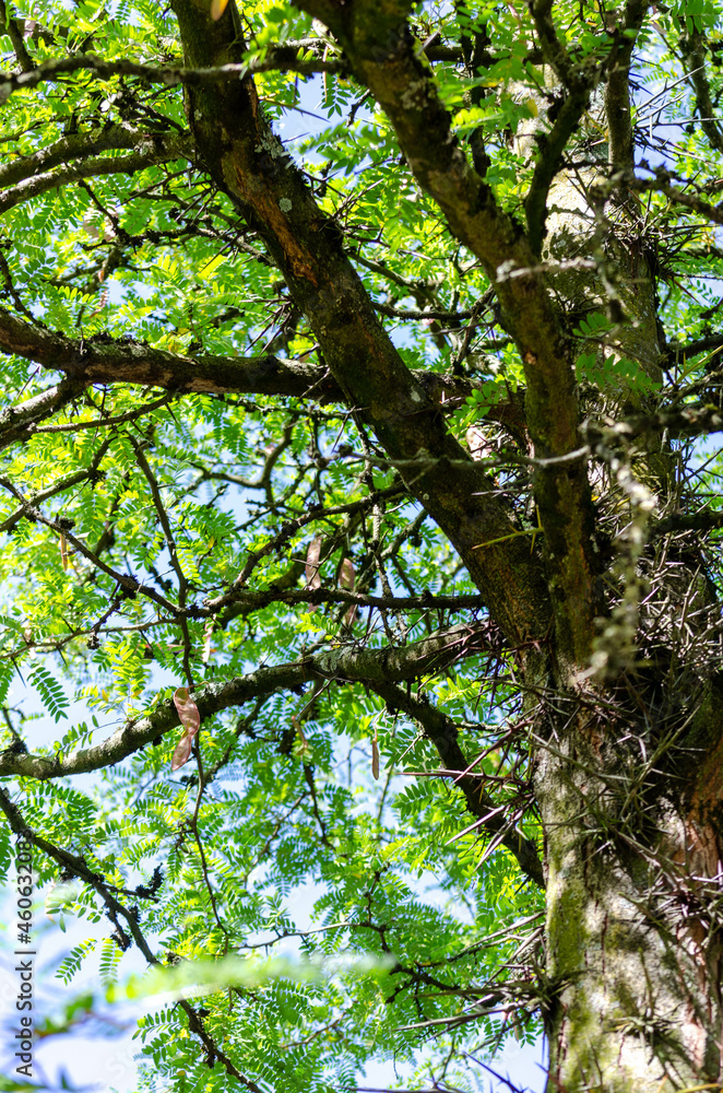 Févier d'Amérique (Gleditsia triacanthos) Févier d'Amérique (Gleditsia triacanthos)