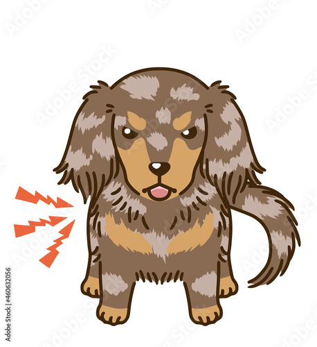 威嚇するダックスフンド（チョコダップル）