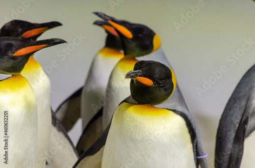 Manchot empereur (Aptenodytes forsteri) 