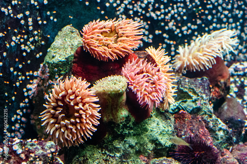 R  cif corallien