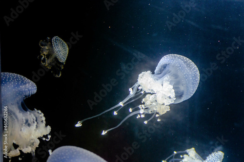 Méduse blanche tachetée (Phyllorhiza punctata)