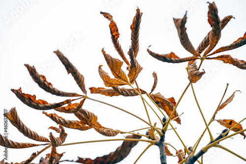 Photography autumn leaves on a branch, nacka, sweden, sverige, stockholm