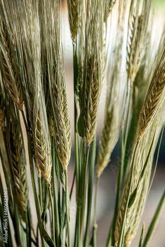 Photography ears of barley, nacka, sweden, sverige, stockholm