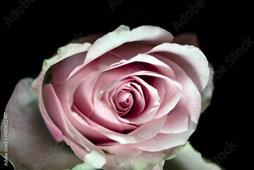 pink rose on black, nacka, sweden, sverige, stockholm