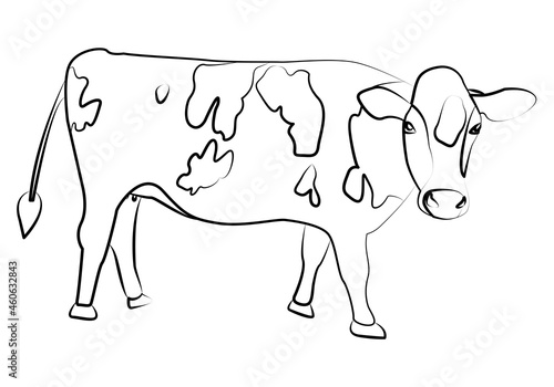 Boceto de vaca en fondo blanco.