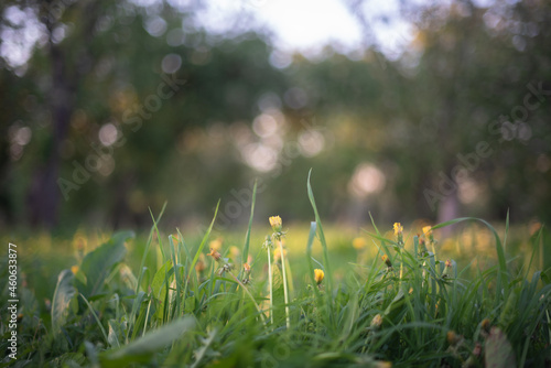 Spring and summer abstract background with dandelion rising from the ground. Shallow depth of field. 