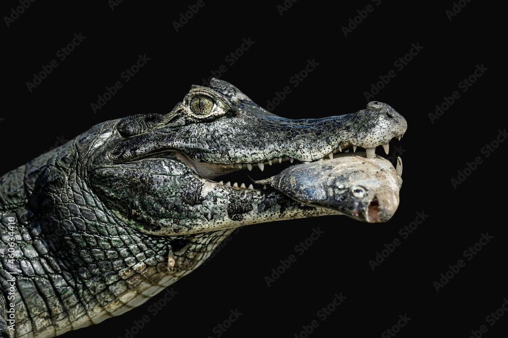 Fototapeta premium Close up of a Yacare caiman eating piranha