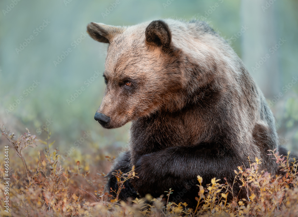 Fototapeta premium Close up of Eurasian Brown bear in forest