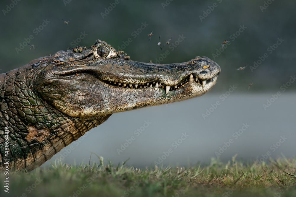 Close up of a Yacare caiman on a river bank Close up of a Yacare caiman on a river bank