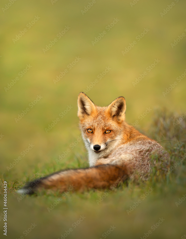 Close up of a cute Red fox lying in the meadow