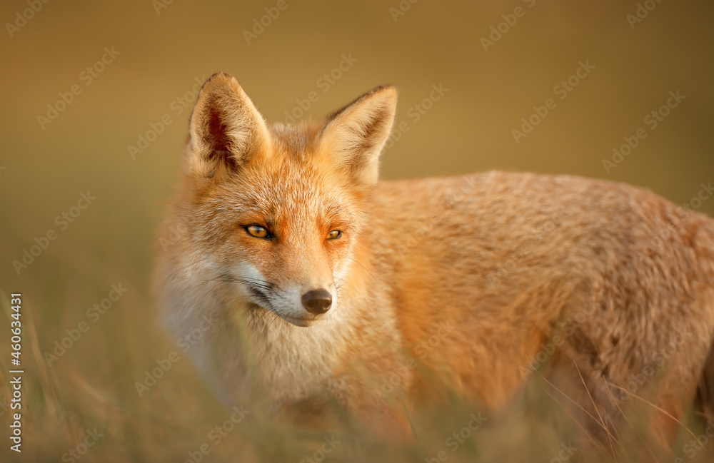 Fototapeta premium Close up of a red fox in the evening light