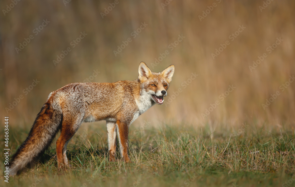 Close up of a cute Red fox in the meadow Close up of a cute Red fox in the meadow