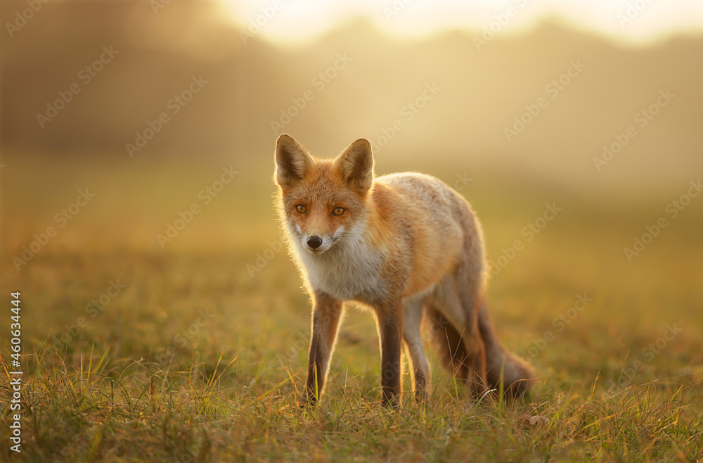 Close up of a red fox in the evening light