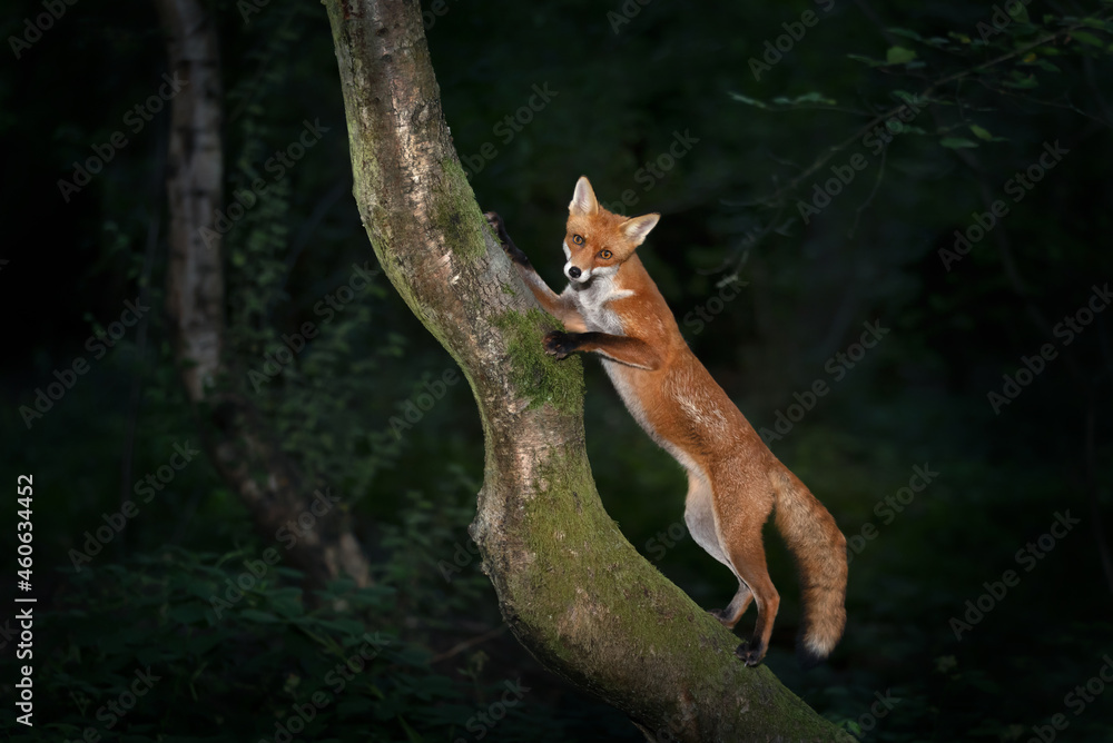 Naklejka premium Red fox cub standing on a tree in forest