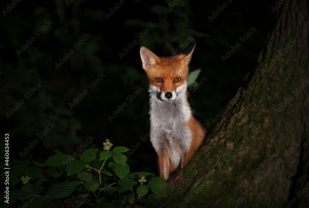 Red fox cub standing by a tree in forest