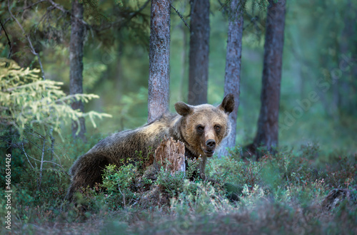 Eurasian brown bear in a misty forest © giedriius