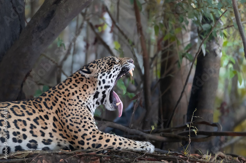 Close up of a Jaguar yawning
