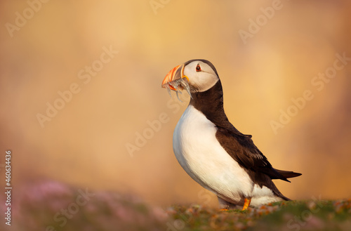 Atlantic puffin with sand eels on a coastal area © giedriius