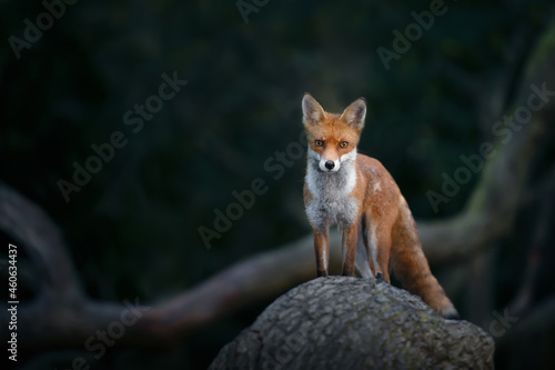Red fox cub standing on a tree in forest © giedriius