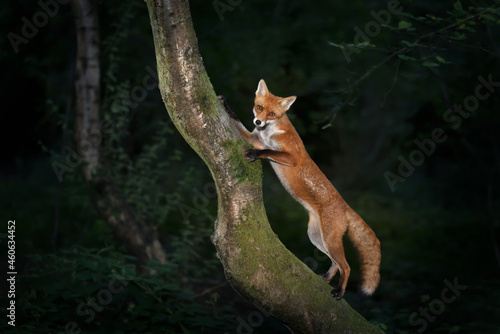 Red fox cub standing on a tree in forest