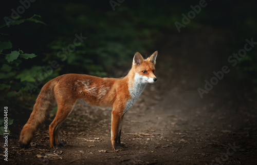 Red fox cub standing in the forest