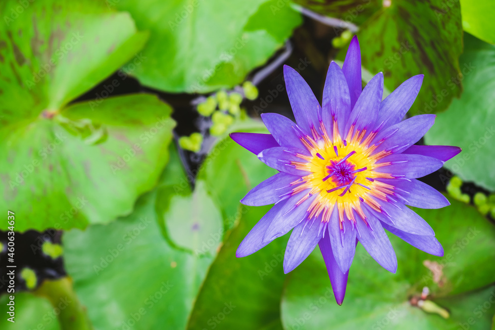 Selective focus on the purple lotus flower with copy space Selective focus on the purple lotus flower with copy space