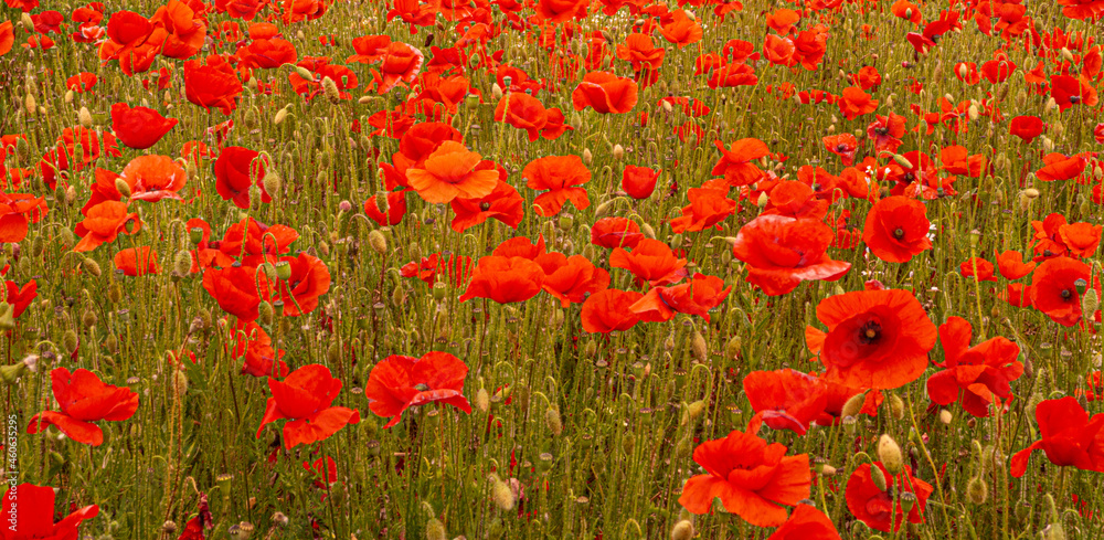 Obraz premium Red Poppy Field Flanders Belgium Battlefield Remembrance background texture image