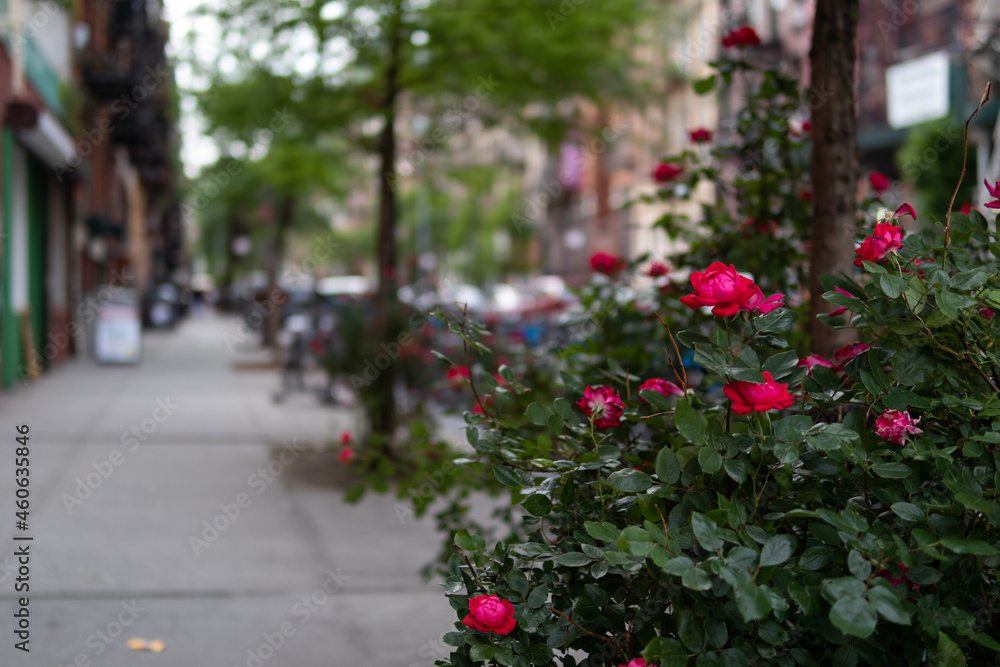 Beautiful Rose Bush along a Sidewalk in the East Village of New York City
