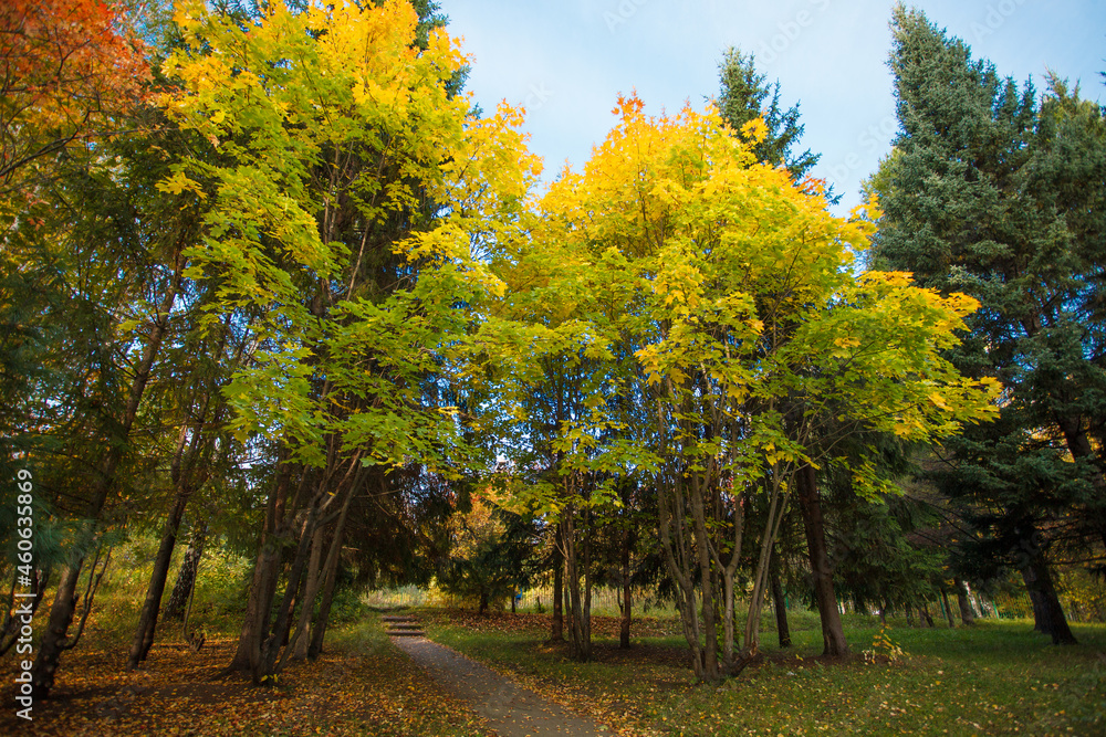 Naklejka premium Golden autumn in city park, seasonal landscape, beautiful nature, Time for romantic walking. Tree alley in fall background