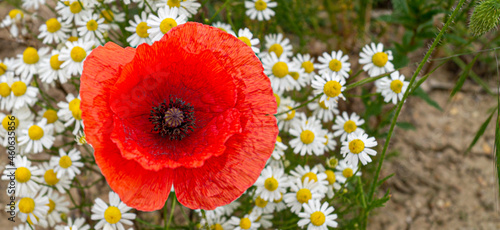 Red Poppy Field Flanders Belgium Battlefield Remembrance background texture image close up of flower head single