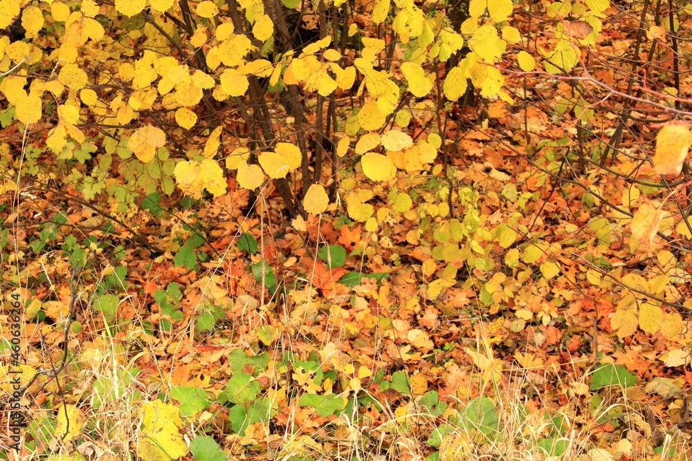 leaves, grass, branches - the yellow tongue of autumn