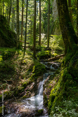 Silence of the forest