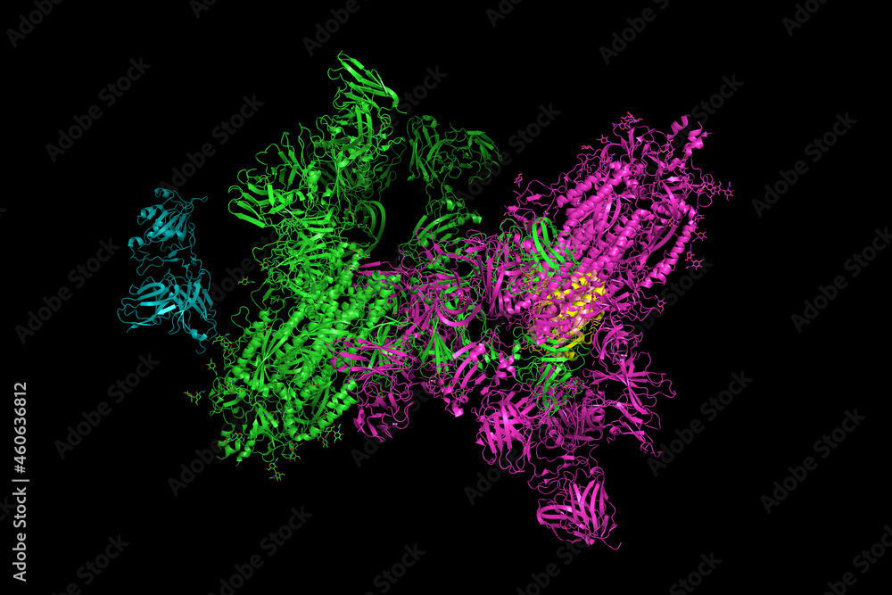 SARS-CoV-2 Spike Glycoprotein.