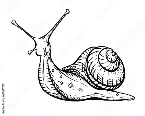 Vector black and white linear illustration of a detailed snail