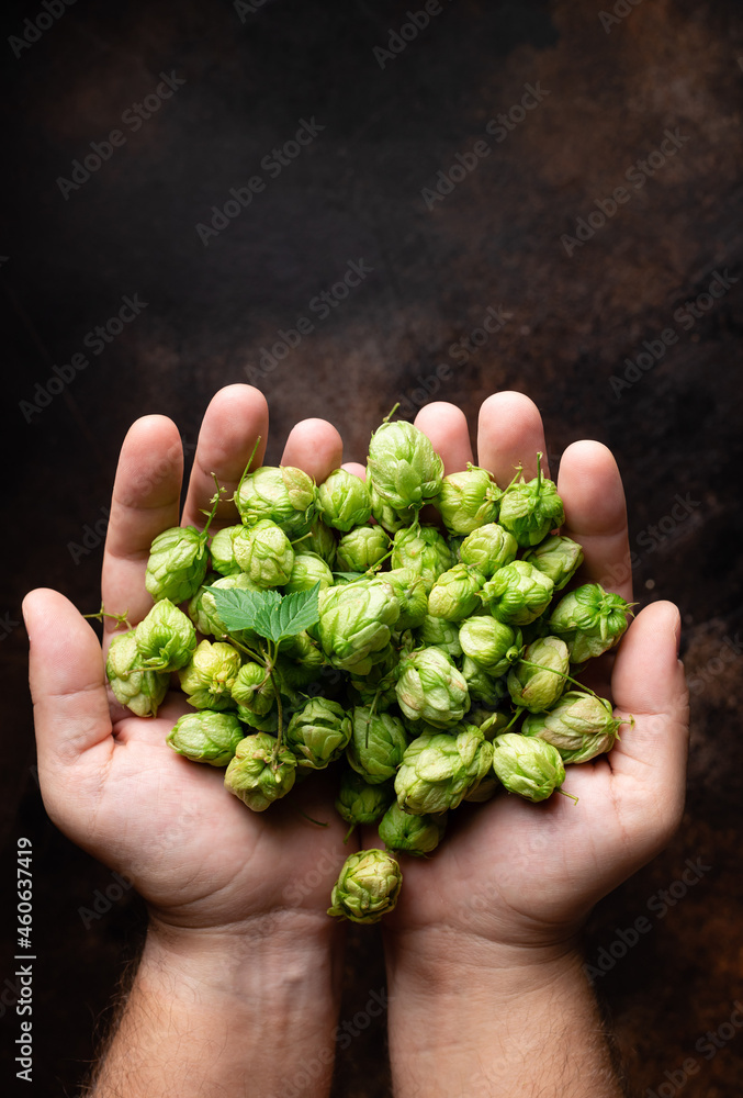handful of green hops cones in mans hands on dark background. Beer brewing ingredients. top view. copy space. vertical image handful of green hops cones in mans hands on dark background. Beer brewing ingredients. top view. copy space. vertical image