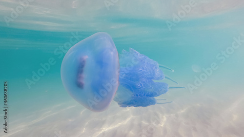 Blue jellyfish Rhizostoma pulmo free swimming in sea or ocean photo