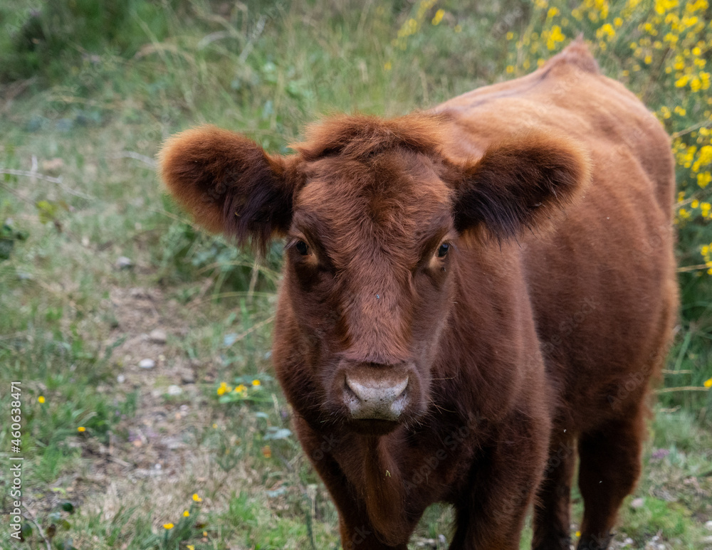 Fluffy cow with big ears close up low level view showing ears eyes nose and head cute good looking Fluffy cow with big ears close up low level view showing ears eyes nose and head cute good looking