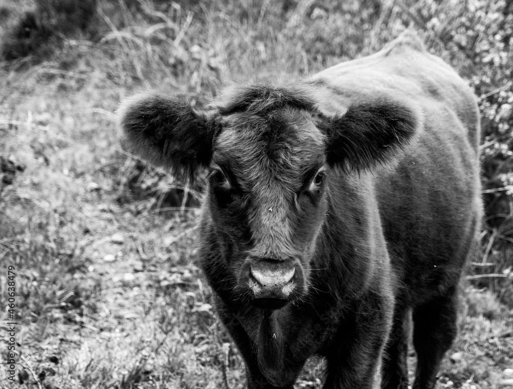 Fluffy cow with big ears close up low level view showing ears eyes nose and head cute good looking black and white monochrome image Fluffy cow with big ears close up low level view showing ears eyes nose and head cute good looking black and white monochrome image