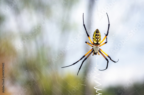 Yellow Garden Spider hanging from its web!