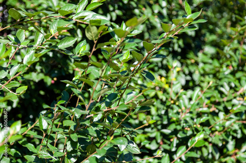 Green branches of bushes © flipper1971