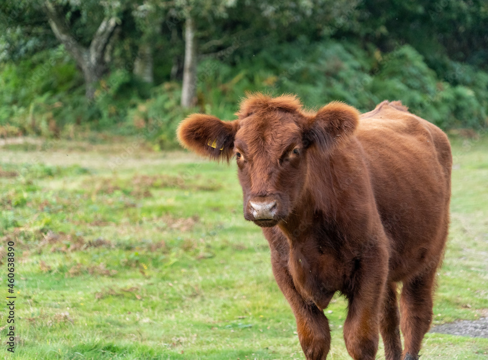 Fluffy cow with big ears close up low level view showing ears eyes nose and head cute good looking Fluffy cow with big ears close up low level view showing ears eyes nose and head cute good looking