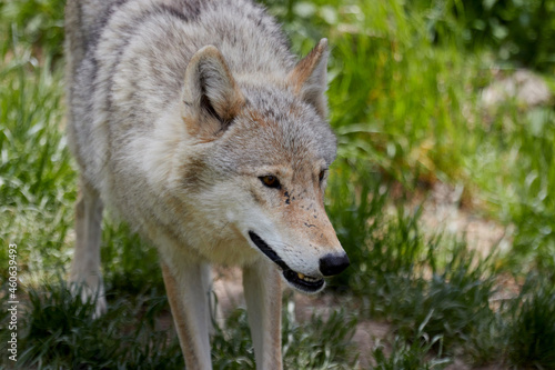 portrait of a european wolves