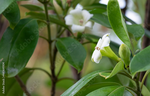 beauty two fresh perfume white flower tree or trai tichlan white blooming and buds with green leaves in garden home.