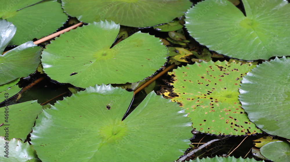 Beautiful lotus green leaf it is greenery environment Beautiful lotus green leaf it is greenery environment
