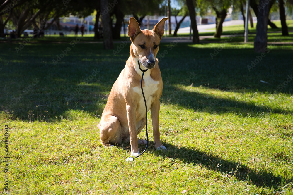Medium sized dog sitting on the grass in the park. The dog has a vet's stethoscope and is posing for the photo. Concept pets. 4th of october world pet day. Medium sized dog sitting on the grass in the park. The dog has a vet's stethoscope and is posing for the photo. Concept pets. 4th of october world pet day.