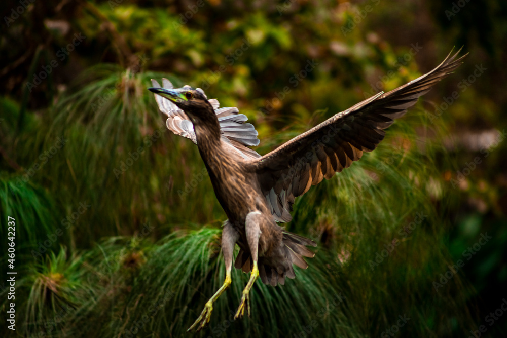 Fototapeta premium Bird flying towards a branch.